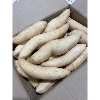 มันหวานมันขาวผักกาดแบบยกกล่อง5กิโลกรัมในราคา190บาทเท่านั้น (คัดไซส์ คัดแมง ไร้สารเคมี) หัวสวยๆจากไร่ชมมณี