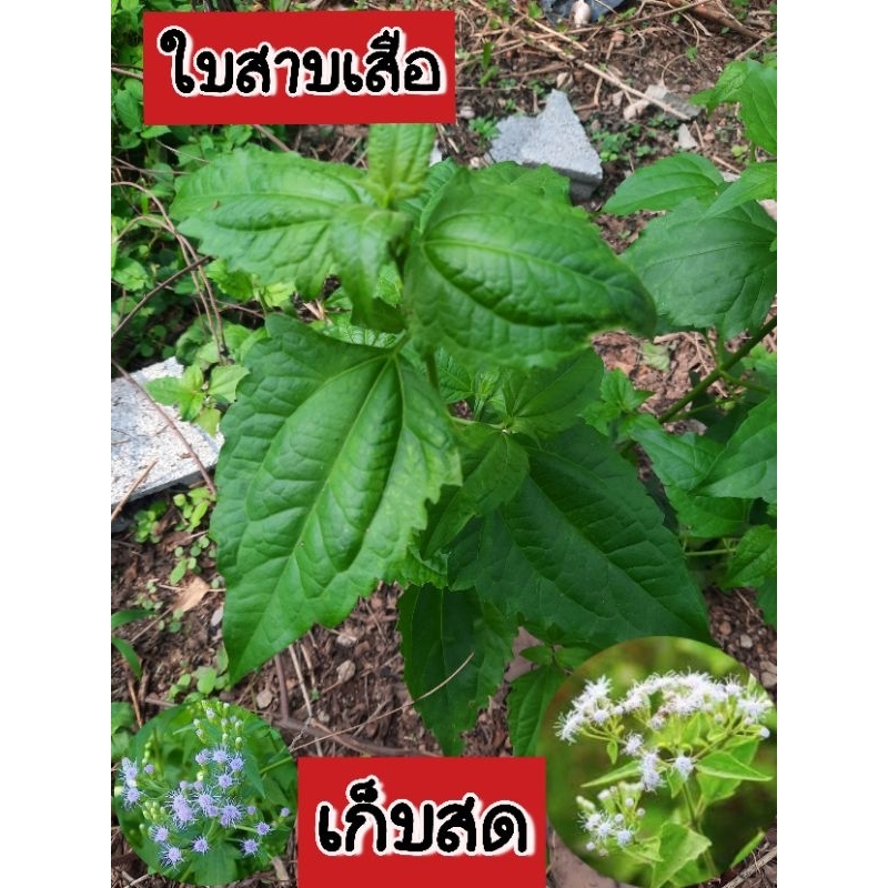 ใบสาบเสือเก็บใบสด ทั้งยอดทั้งก้าน  น้ำหนัก 1 กิโลกรัม  ใบปลอดสารพิษ