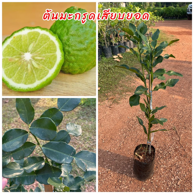 ต้นมะกรูดหอมตัดใบ เสียบยอด ใบใหญ่ใบมีกลิ่นหอม ใช้ประกอบอาหารดับกลิ่นคาว ปลูกง่าย สามารถปลูกในกระถางได้