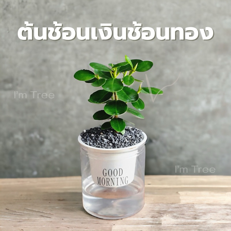 ต้นช้อนเงินช้อนทอง พร้อมกระถางรดน้ำอัตโนมัติ แถมหินฟรี