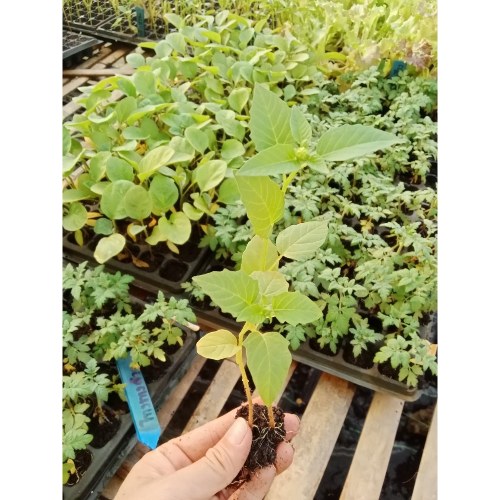 ต้นกล้าโทงเทงฝรั่งสีม่วง  มีประโยชน์ต่อสุขภาพมากมาย เสริมสร้างระบบภูมิคุ้มกัน บำรุงสายตา   กล้าละ 10 บาท - รูปที่ 6