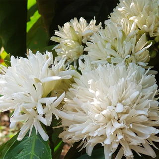 สารกาแฟโรบัสต้า ภาคใต้ ชุมพร Dry Process ปี 68-69 ขนาด 1 กิโลกรัม / Robusta Green Bean 1 KG.