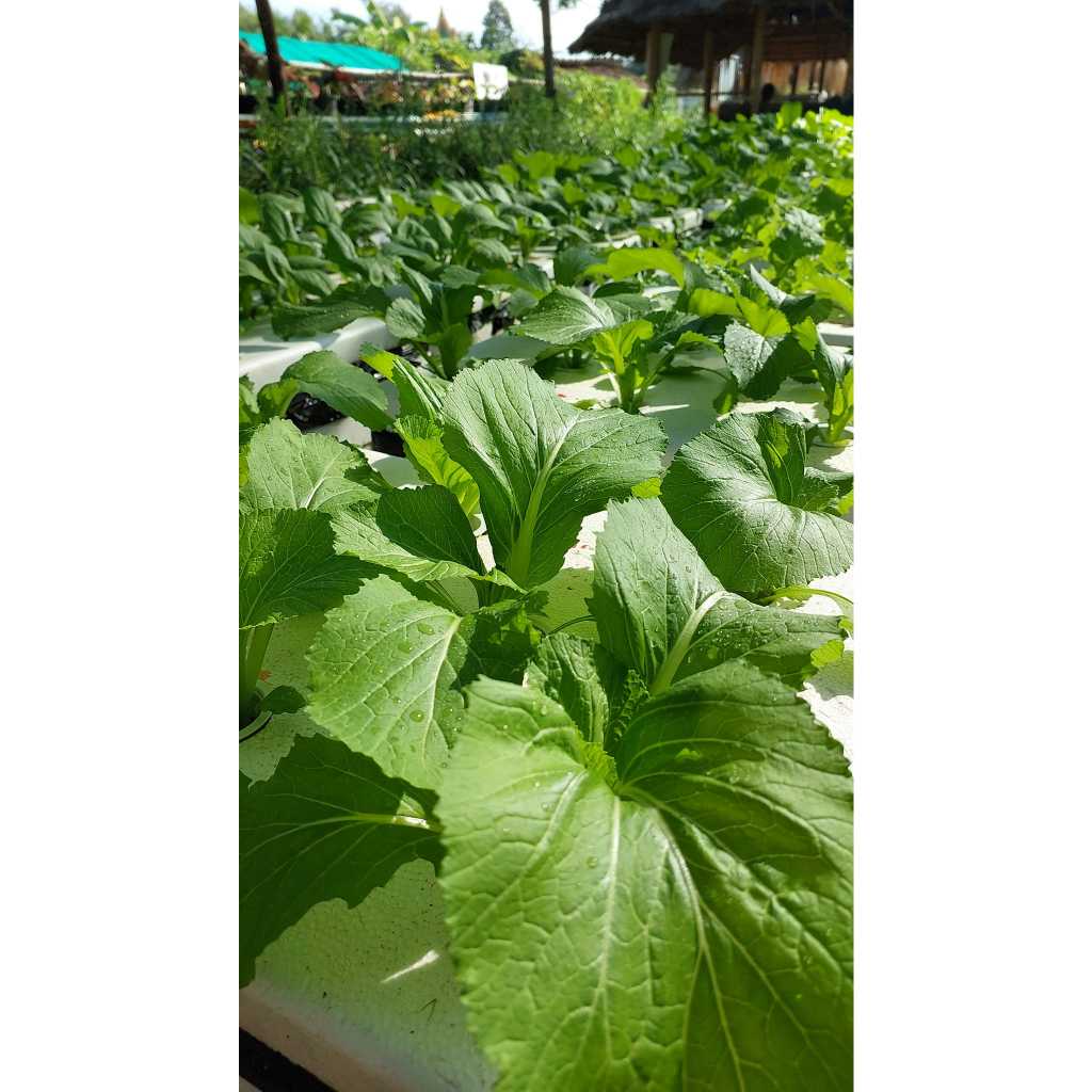 เมล็ดพันธุ์ผักสวนครัวและผักสลัด 1 ชุด มี 5 ชนิด (คื่นฉ่าย คะน้า ผักกาดเขียวปลี ผักกาดหอมอิตาลี ฟินเล่ย์) - เกษตรกรรมยั่ง - รูปที่ 2