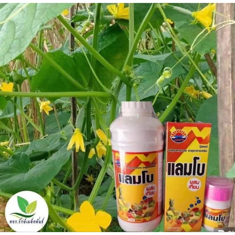 แลมโบ (ผสมเทียม) เพิ่มดก✅️ แก้ดอกแห้ง✅️ ดอกไม่สมบูรณ์✅️ใช้ดี พืชตระกูล แตง เห็นผลเร็ว
