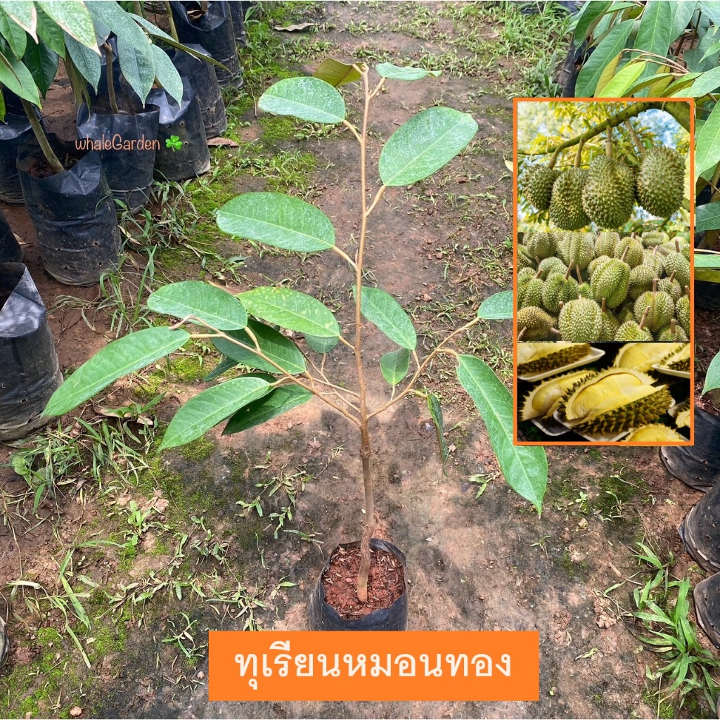 ต้นทุเรียน ทุเรียน พันธุ์ ทุเรียนหมอนทอง เสียบยอด Durian (รับประกัน ส่งใหม่ฟรี หากสินค้าเเสียหาย!!)