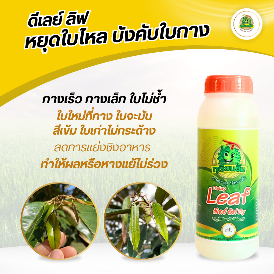 Delay Leaf ( ดีเลย์ลิฟ) ทุเรียนยิ้ม ( ขนาด 1 ลิตร ) "หยุดใบไหล บังคับใบกาง ลดการแย่งชิงอาหาร ทำให้ผลหรือหางแย้ไม่ร่วง "