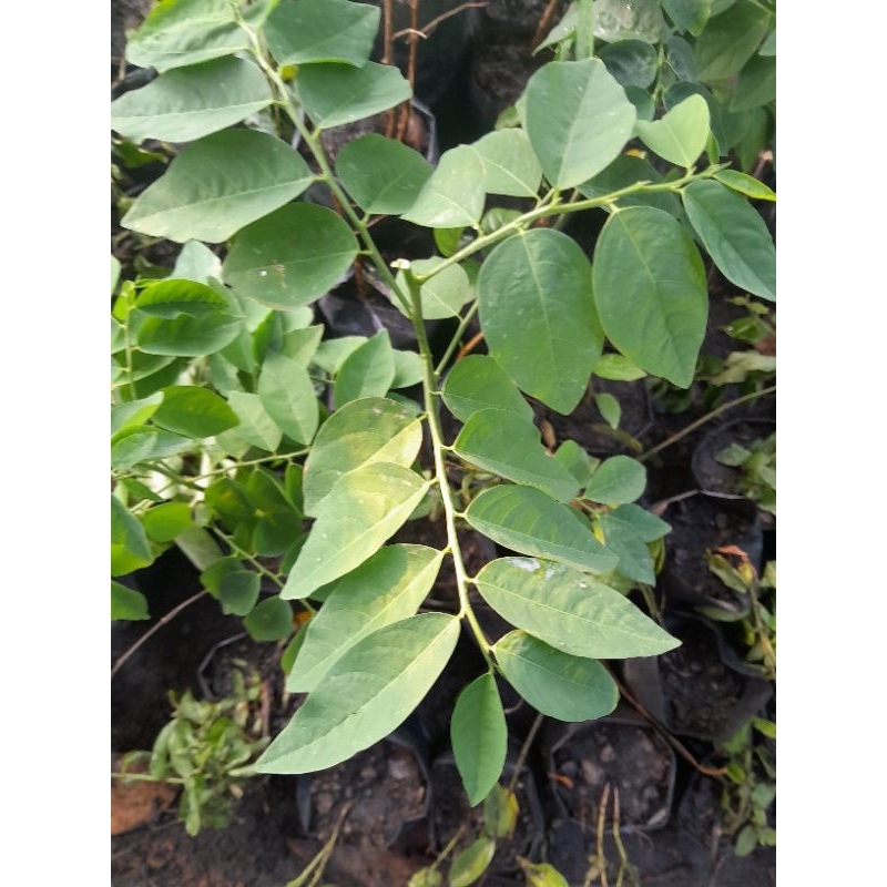 🌱ผักหวานบ้านต้านอนุมูลอิสระมีแคลเซียมและฟอสฟอรัสสูงเป็นผักที่มีรสชาติหวานเย็น