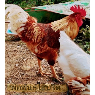 ไข่เชื้อไก่ไข่เชต5ฟอง มีโรดแดง,โรดขาว,ไฮบริด,ไวท์เล็กฮอร์น(เลือดร้อย),ไวท์เล็กฮอร์นผสมโรดขาว