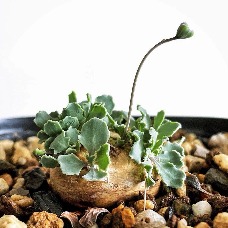 ต้นไม้จิ๋ว ไม้โขด ไม้อวบน้ำ แคคตัส 🌼Othonna cacalioides.🌱