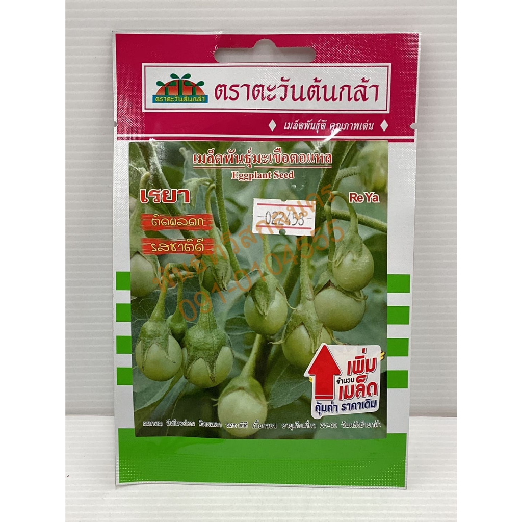 มะเขือตอแหลเขียว เรยา V64