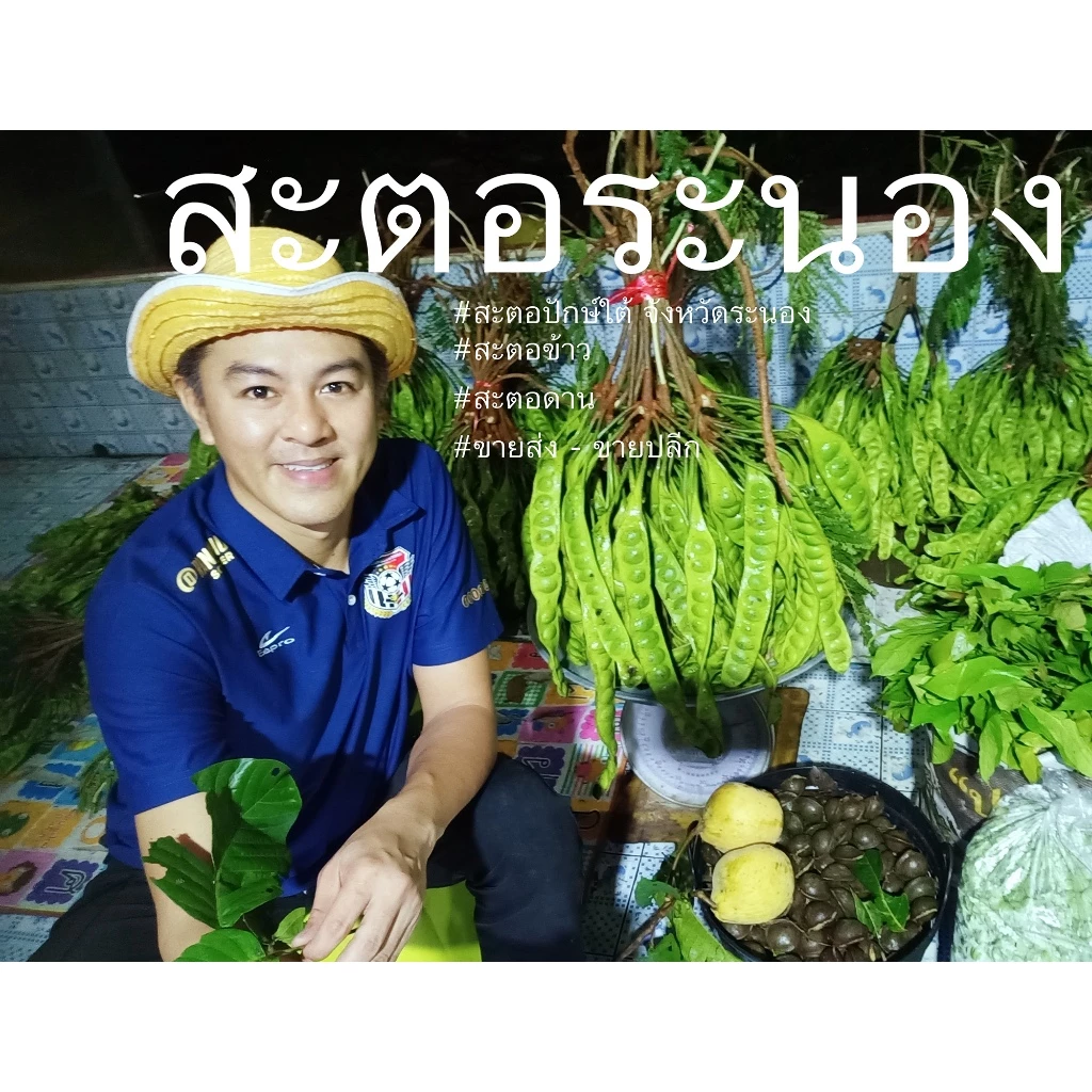 สะตอ สะตอปักษ์ใต้ สะตอข้าวจังหวัดระนอง 30ฝัก
