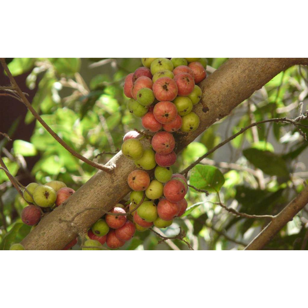 ต้นพันธุ์ มะเดือป่า มะเดือชุมพร หรือ มะเดื่อ อุทุมพร Cluster Fig tree เพาะเมล็ด ถุงดำพร้อมปลูก 59 บาท