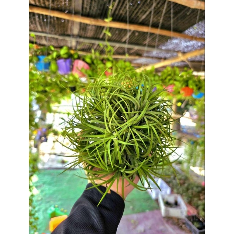 กอสัปรด(กอใหญ่) สินค้าพร้อมส่งและมีประกันสินค้าทุกชิ้น สามขยายพันธุ์ต่อได้ สามารถใช้ตกแต่งบ้านตกแต่งสวนได้ค่ะ