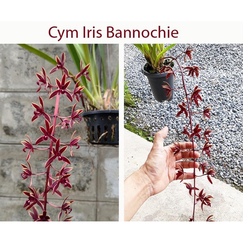 Cymbidium Iris Bannochie