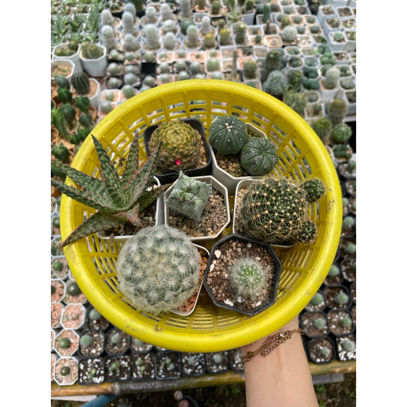 แคคตัสจัดเซต 7 ต้น(ขนนกยิมโน lb2178 aloe ริทเทอโรแอสโตรโลบิเวีย เอสโพทัว มายริโอไม้เพาะเมล็ดทั้งหมดย