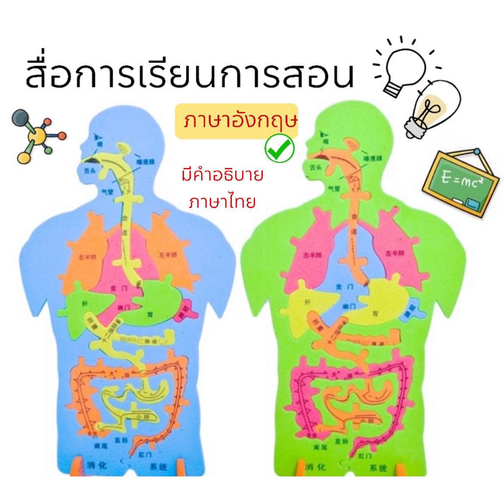 สื่อการเรียนการสอน ระบบทางเดินอาหาร ร่างกาย สูง 40 cm แยกชิ้นถอดประกอบได้ ฉบับภาษาอังกฤษ จิ๊กซอว์ เสริมทักษะ