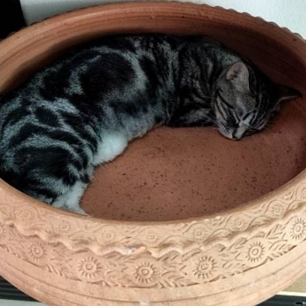 อ่าง 16 นิ้ว อ่างแมว อ่าง16นิ้ว ที่นอนแมว บ้านแมว วัสดุดินเผา เครื่องปั้นดินเผา แมวชอบนอน แมวนอนเย็นสบาย อ่างดินเผา
