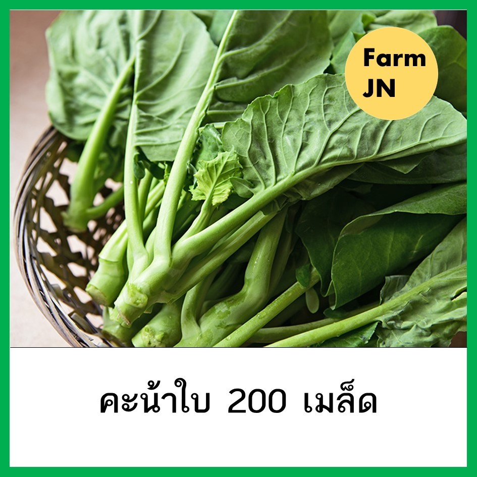 เมล็ดผักคะน้าใบ เมล็ดผักสวนครัว เมล็ดผัก5บาท