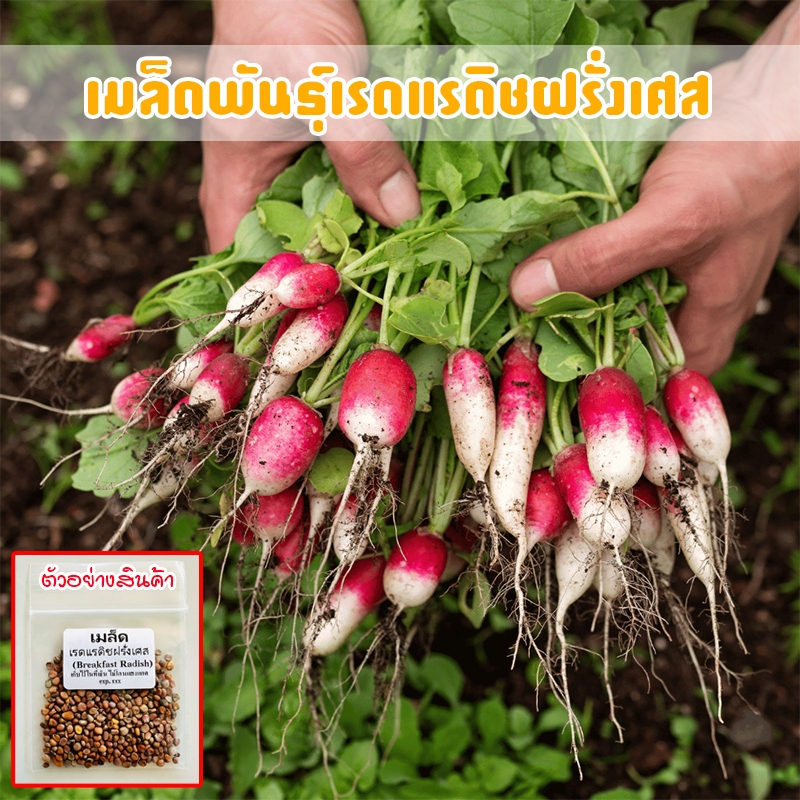 เรดแรดิสฝรั่งเศส เบรคฟาส เรดิชเบรคฟาส  เมล็ดพันธุ์ บรรจุ 20-50 เมล็ด [ซื้อ 10 แถม 1 คละได้]