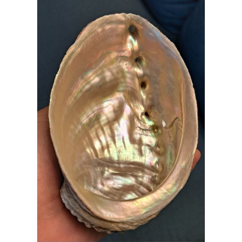 เปลือกหอย Abalone Shell จากธรรมชาติไม่ผ่านการขัดแต่งขนาด 13-14ซม.