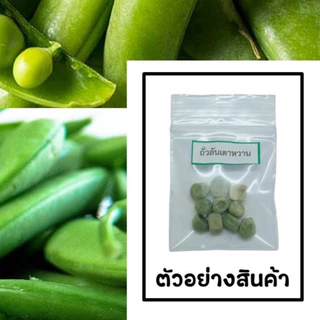 เมล็ดถั่วลันเตาหวาน 10 เมล็ด 🌱 ซื้อ 10 แถม 2 คละได้ 💥 เลือกของแถมได้ คิดถึงเมล็ดผัก คิดถึง skinsun