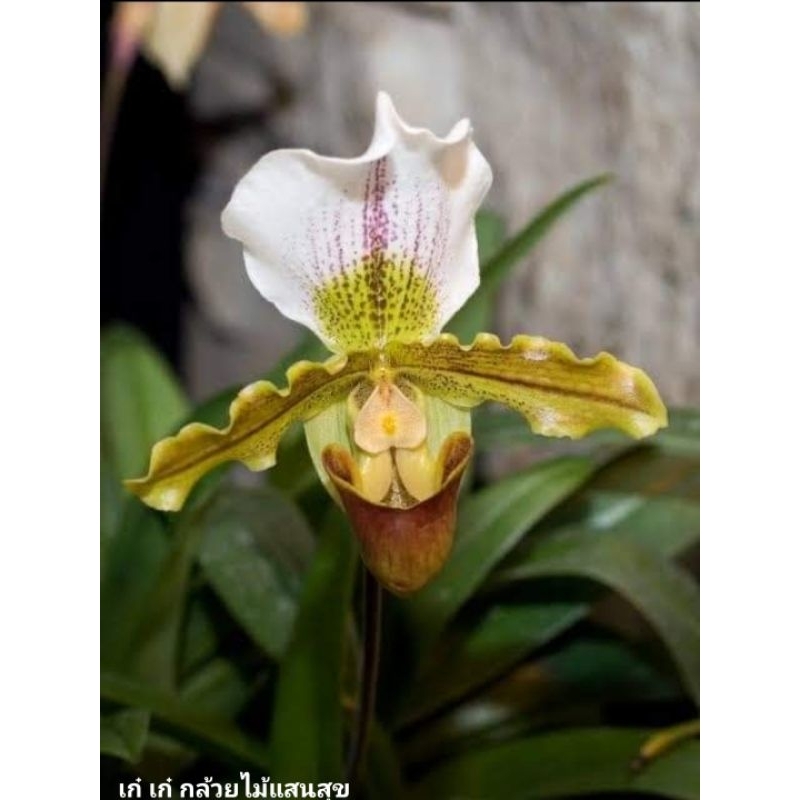 Paph.spicerianum ×  Paph.insigne ขนาดกระถาง 2 นิ้วต้นเล็ก