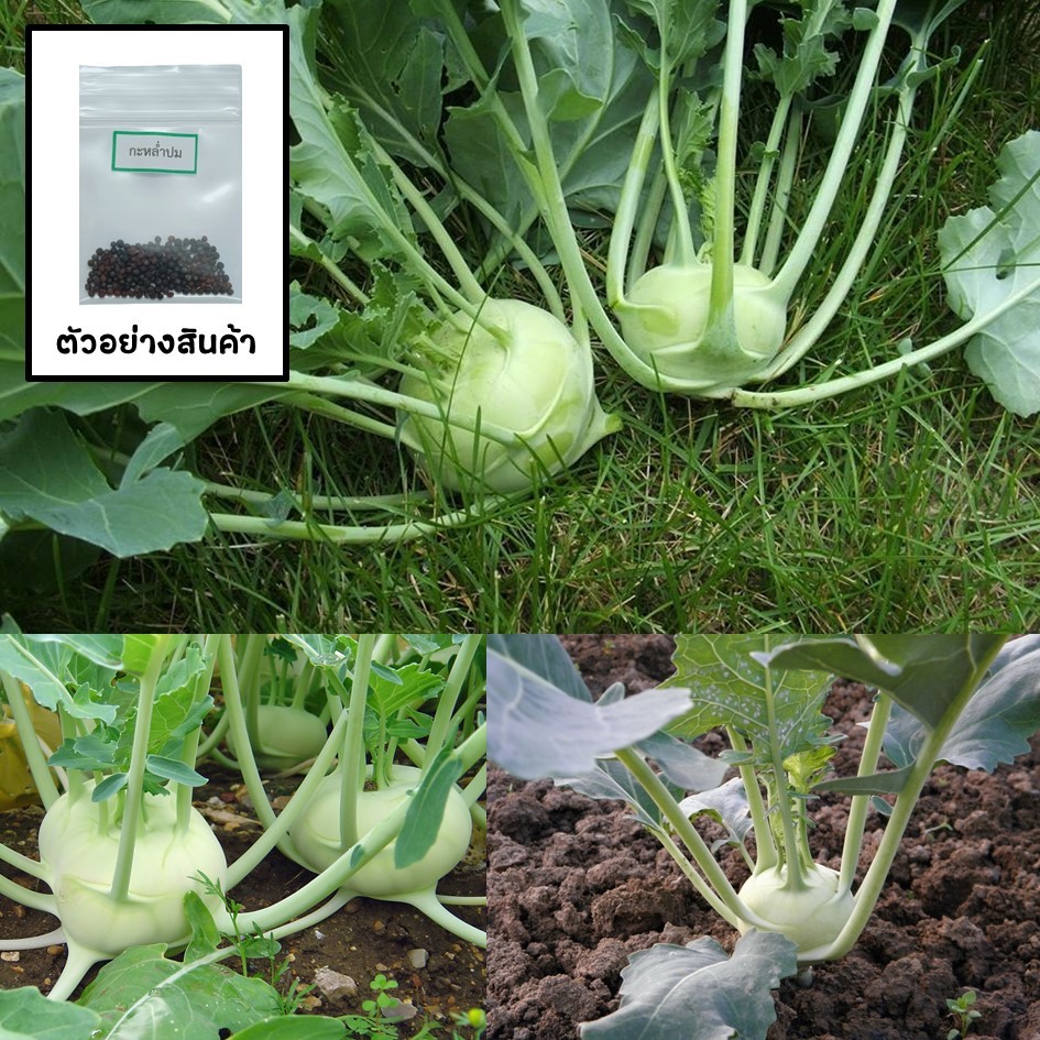 เมล็ดกะหล่ำปม 100 เมล็ด (ซื้อ10แถม1 คละได้)