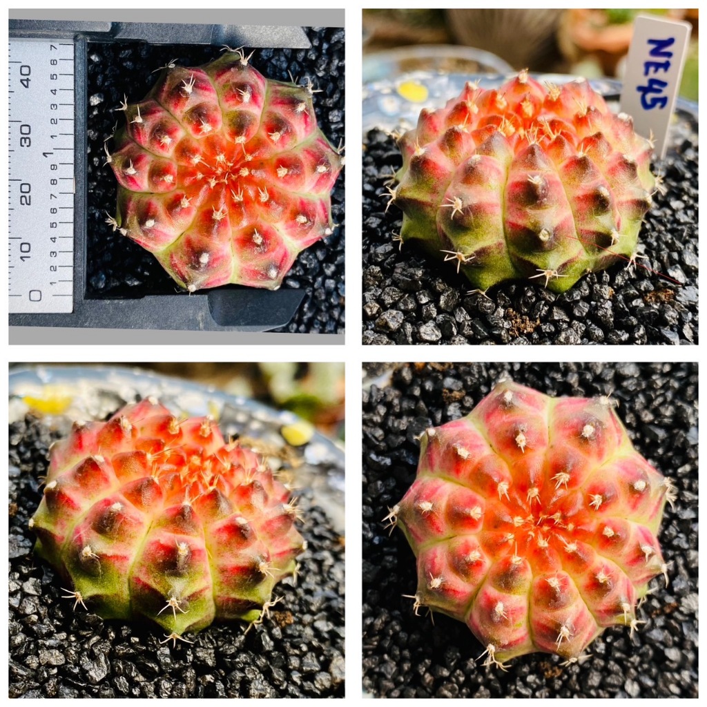 ยิมโนนีออน NEON ยิมโนด่างไม้เมล็ด นีออน Gymnocalycium NEON กระบองเพชร แคคตัส
