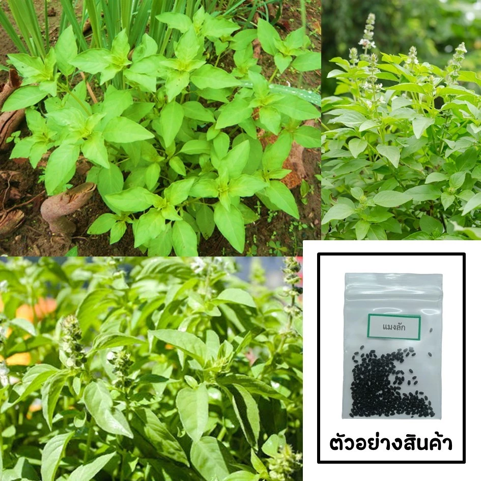 เมล็ดแมงลัก 100 🌱 ซื้อ 10 แถม 2 คละได้ 💥 เลือกของแถมได้ คิดถึงเมล็ดผัก คิดถึง skinsun