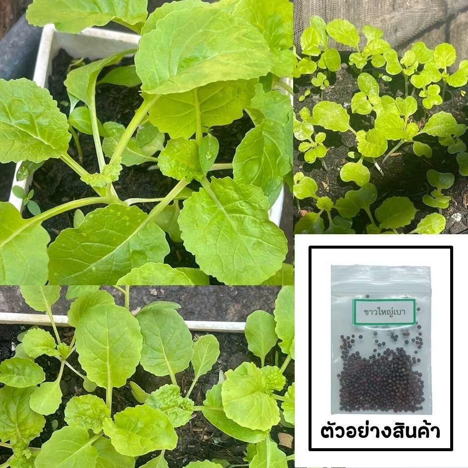 เมล็ดผักกาดขาวใหญ่เบา 200 เมล็ด 🌱 ซื้อ 10 แถม 2 คละได้ 💥 เลือกของแถมได้ คิดถึงเมล็ดผัก คิดถึง skinsun