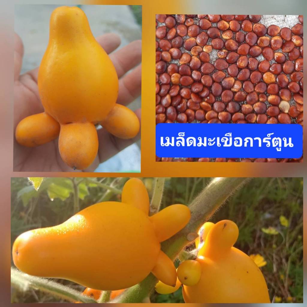 เมล็ดพันธุ์ มะเขือการ์ตูน 20 เมล็ด มะเขือมิกกี้เม้าส์ มะเขือนมสาว ไม้ประดับ (ผลทานไม่ได้)