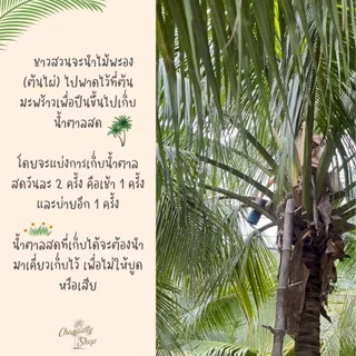 น้ำตาลมะพร้าวแท้อัมพวา100% ออแกร์นิค (500 กรัม) ไม่ผสมน้ำตาลทราย