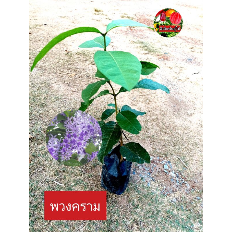 ต้นพวงครามออสเตรเรีย พวงคราม ไม้เลี้อยที่ออกดอกตลอดปี