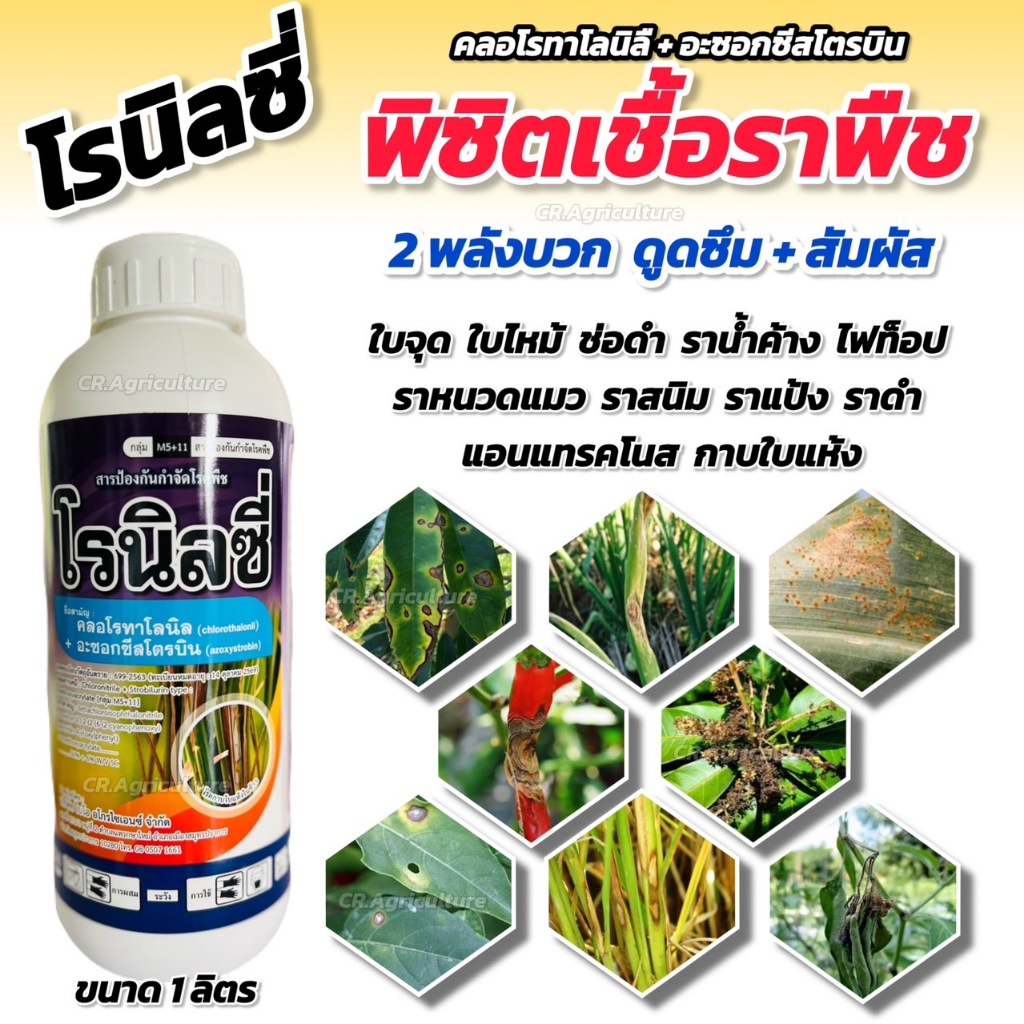 คลอโรทาโลนิล+อะซอกซีสโตรบิน โรนิลซี่ สารป้องกันและกำจัดโรคเชื้อราพืชทุกชนิด ใบจุด ใบไหม้ แอนแทรคโนส ผลเน่า ราแป้ง ราสนิม