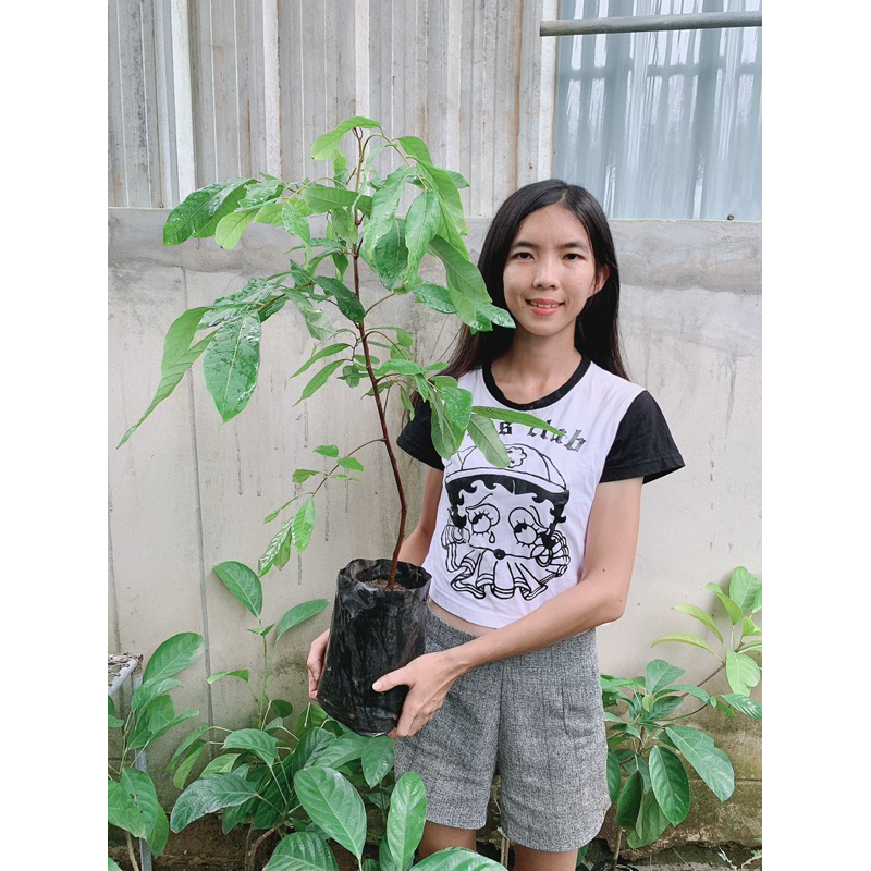 #ต้นลำไยอีดอ ลูกใหญ่ ต้นเตี้ย เสียบยอด สูง50 เซน หวานฉ่ำพันธุ์แท้100% ‼️ – โปรปัง