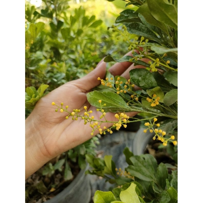 ต้นประยงค์(Chinese rice flower) ดอกมีกลิ่นหอม เป็นไม้โบราน ส่งพร้อมกระถาง 10 นิ้ว