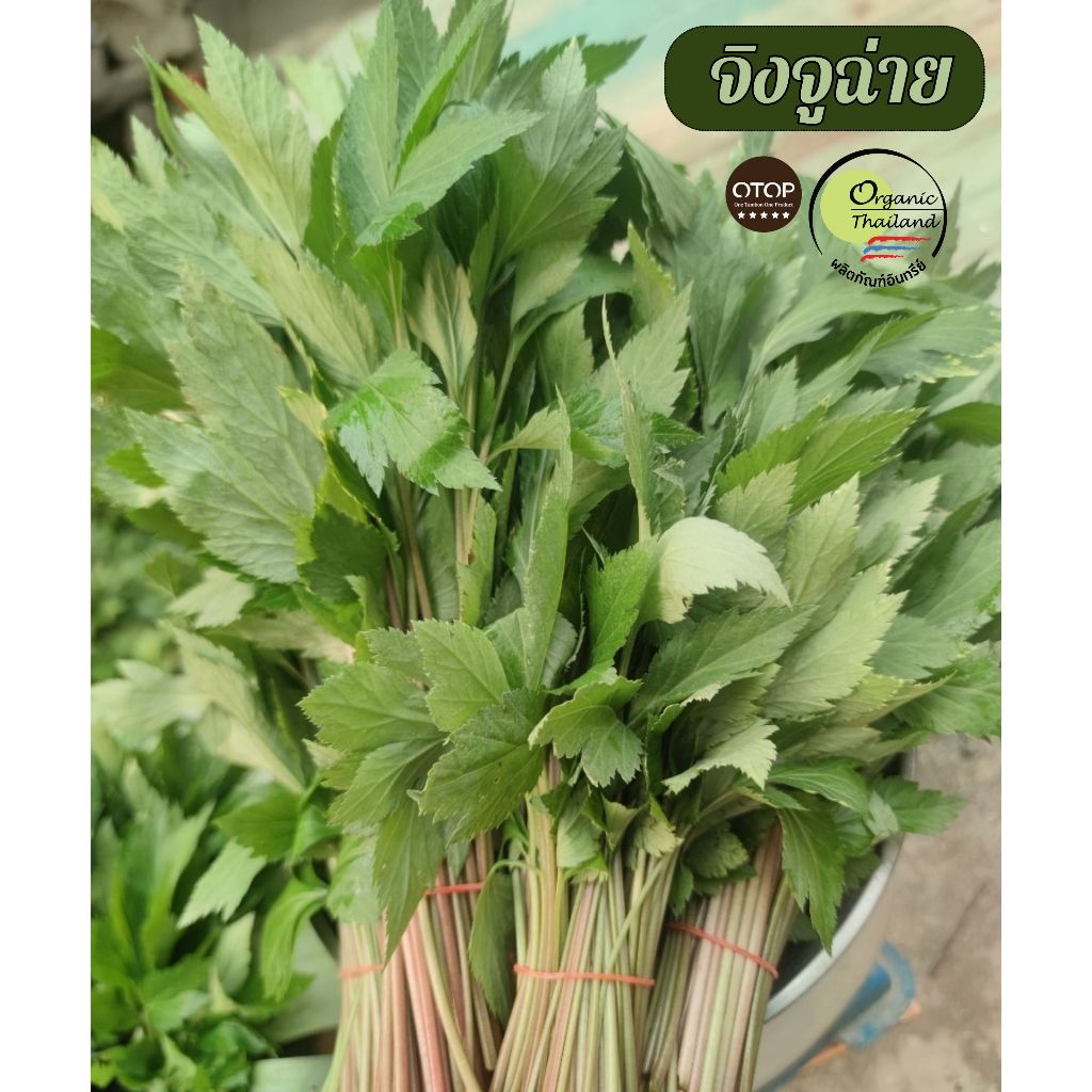 ผักจิงจูฉ่ายออร์แกนิก 100% สด ใหม่ ปลูกในดินที่ดี พร้อมทาน เก็บตรงจากสวน ด้วยประสบการณ์มากกว่า 7 ปี