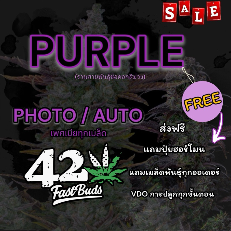 ซื้อ 🔥1แถม1🔥เมล็ดกัญชา💟PURPLE💟 รับประกันการงอก สายพันธุ์ดอกสีม่วง💜แถมฟรีปุ๋ยฮอร์โมนเร่งโตขนาดทดลอง รับประกันการจัดส่ง✅ seed