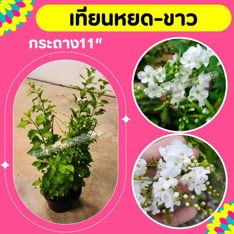 ต้นเทียนหยด ดอกสีขาว กระถาง11“