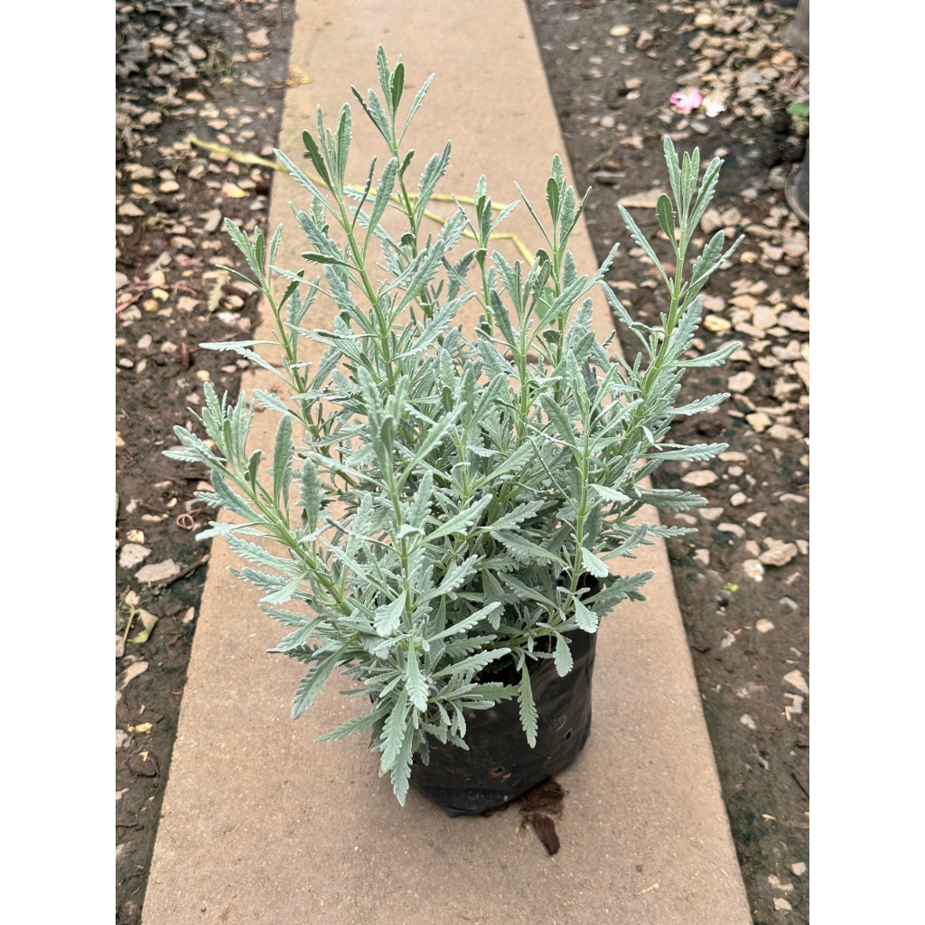 มุมมอง 2