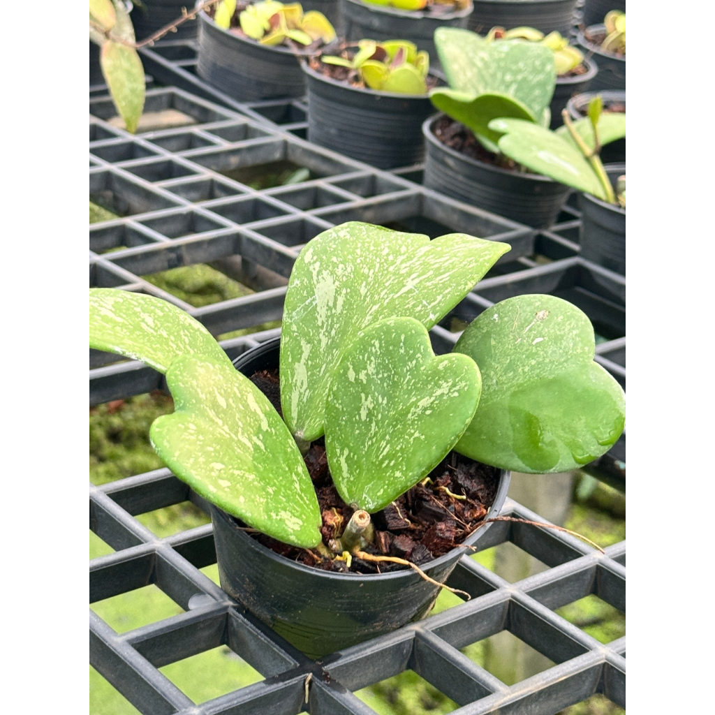 มุมมอง 5