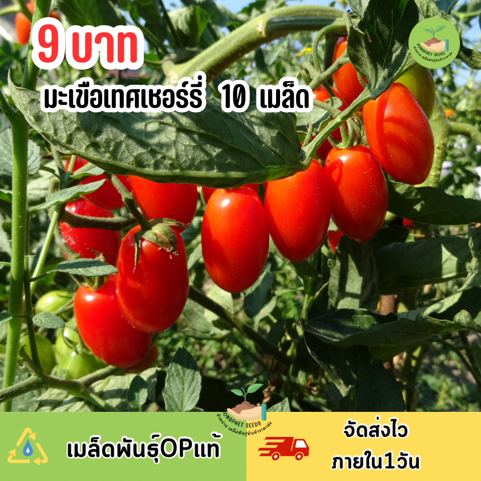 9บาท มะเขือเทศเชอร์รี่10 เมล็ด