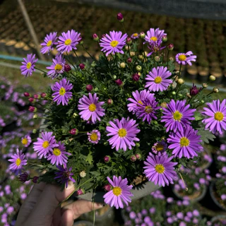 NEW * เดซี่ พันธุ์ใหม่ ดอกใหญ่ (Purple Daisy) ต้นเดซี่ ดอกสีม่วง 🌸 (ส่งติดดอก) 8นิ้ว ดอกไม้ทานได้