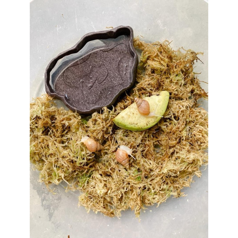 สแฟกนั่มมอสสด Sphagnum moss 500 กรัม