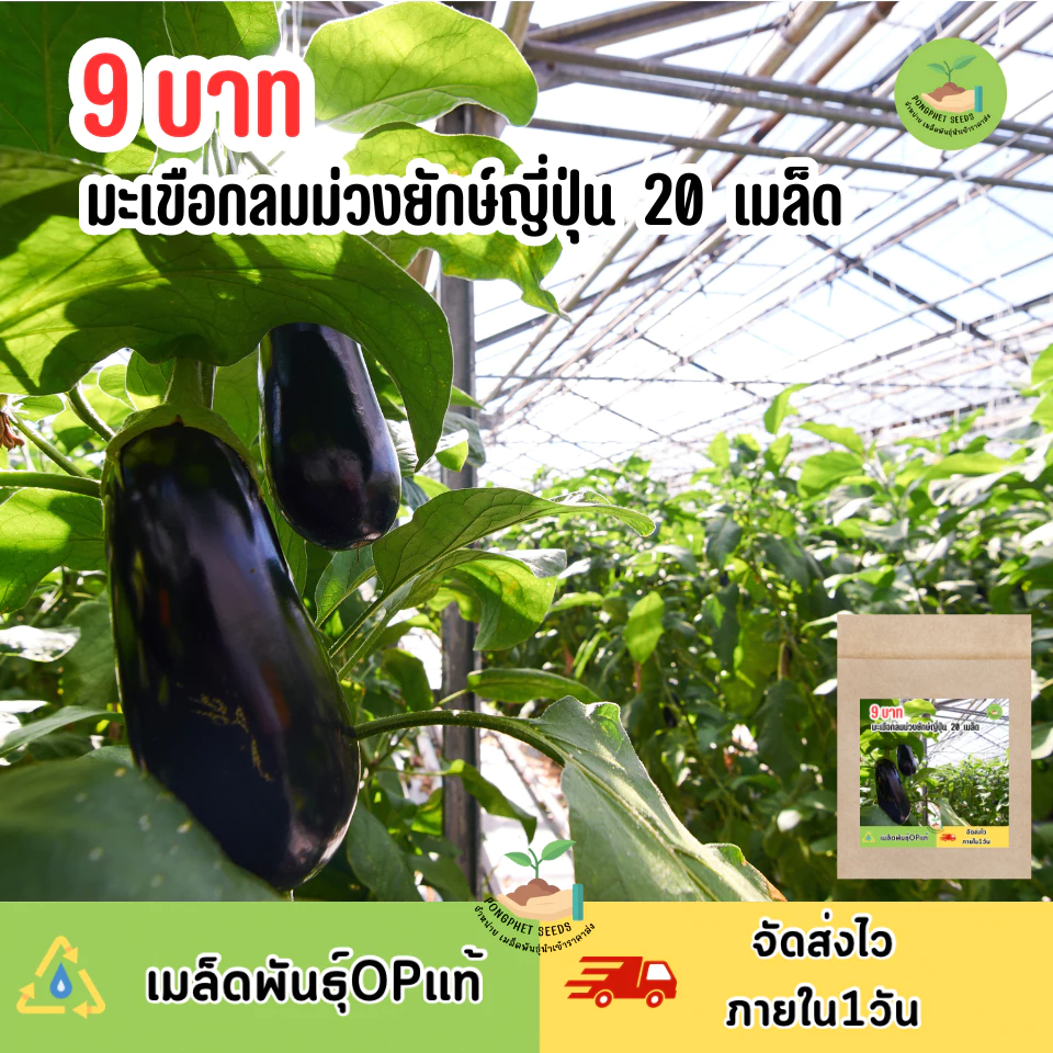 9บาท มะเขือม่วงยักษ์ญี่ปุ่น 20 เมล็ด
