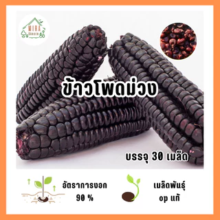 เมล็ดพันธุ์ข้าวโพดสีม่วง บรรจุ 30 เมล็ด