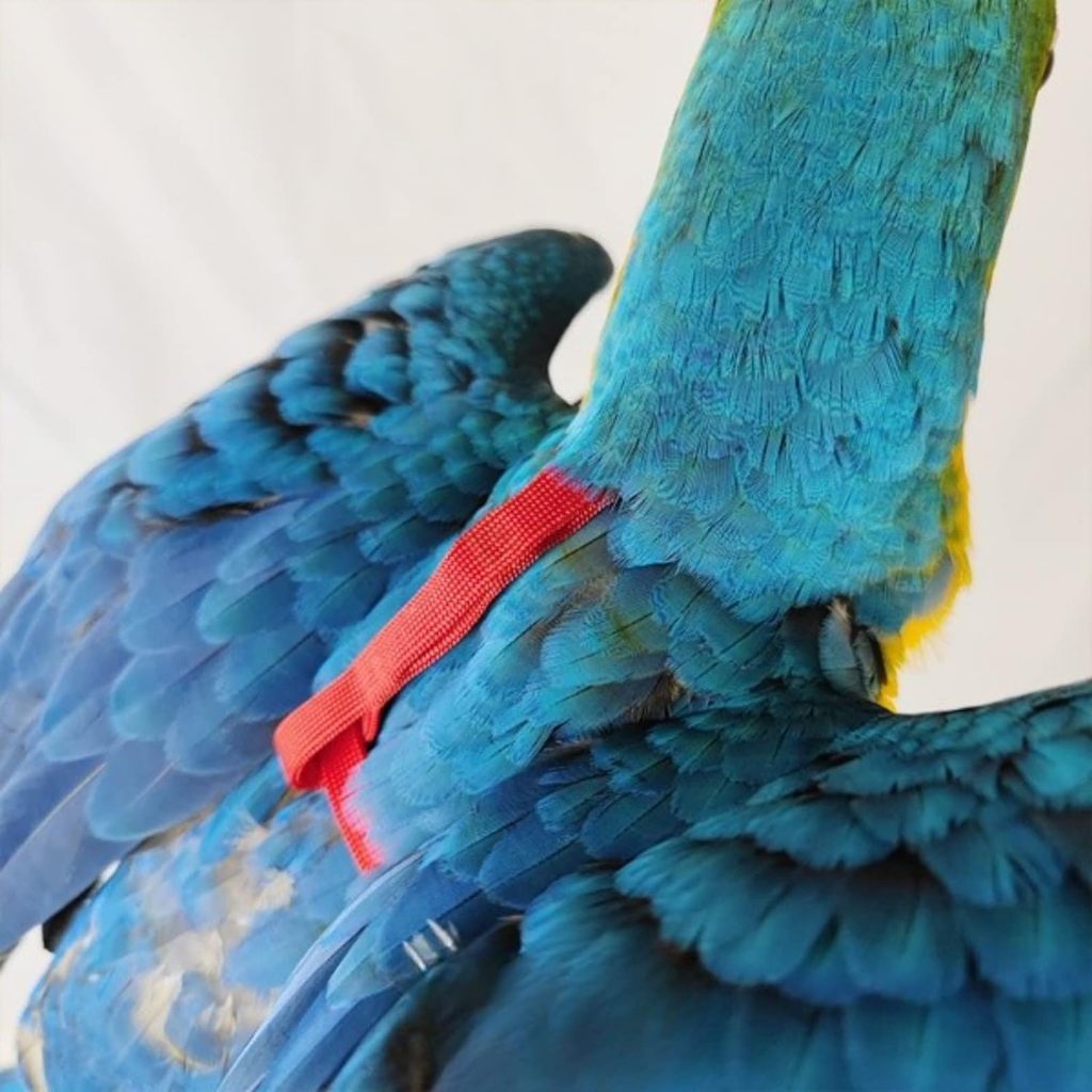 MOCHOME Bird Harness Adjustable เชือกจูงสัตว์เลี้ยง แบบนิ่ม ปรับได้ กันกัด ฝึกบิน สําหรับนก นกแก้ว parrot เอี๊ยมนก เชือก รูปที่ 6