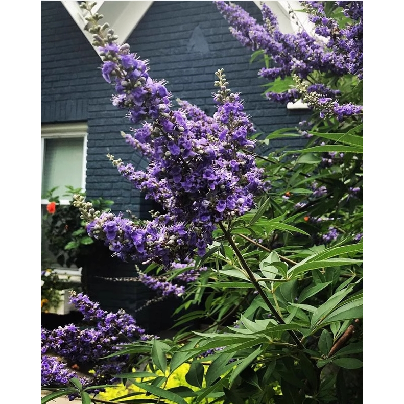 ต้นไวเท็กซ์ไม้แดด/ Chaste Berry/ไวเท๊กซ์ แอกนัส แคสตัส (Vitex) (Vitex Agnus-Castus)ปลูกง่ายมีดอกได้ด