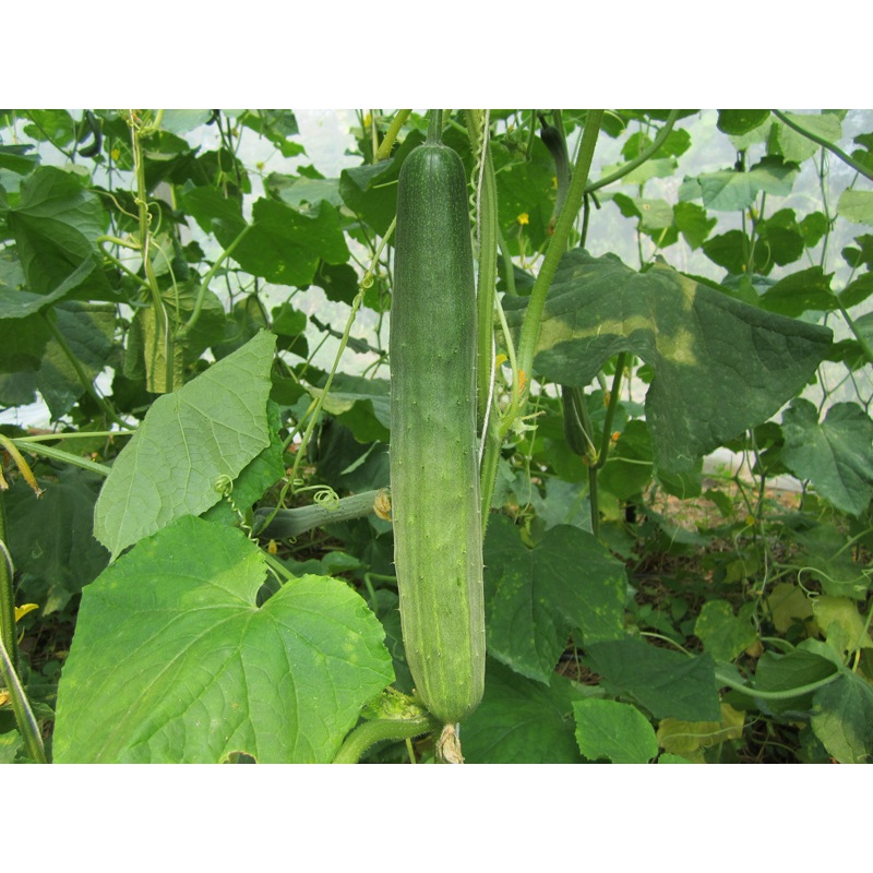 ต้นกล้า แตงกวาญี่ปุ่น Japanese Cucumber พร้อมปลูก ต้นละ 12 บาท โตเร็ว แข็งแรง น้ำหนักดี ผลสีเขียวเข้ม กรอบอร่อย