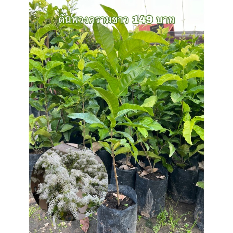 ( พร้อมส่ง ! ) ต้นพวงคราม   ต้นพวงครามขาว หรือ พวงเงิน ดอกสีขาวสวยมาก พวงครามสีขาวออกดอกดกตลอดปี